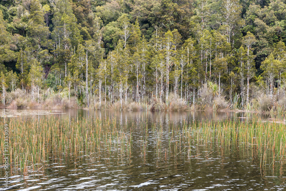 wetland with reeds and podocarp trees in New Zealand forest