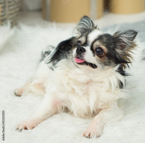 Longhair Chihuahua Dog on Light Textile Decorative Fake Fur Coat. Square, close up, selective focus.