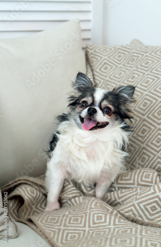 Longhair Chihuahua Dog on Light Textile Decorative Coat and Pillow.
