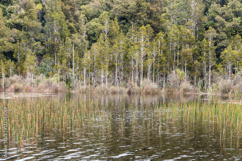 wetland with reeds and podocarp trees in New Zealand forest