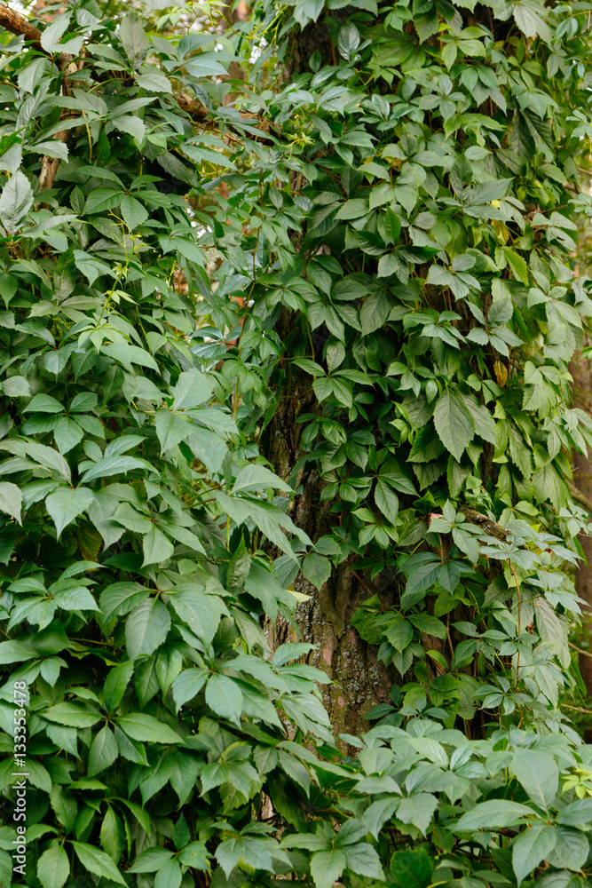 Pine tree Virginia Creeper wrapped in summer Pine tree Virginia Creeper wrapped in summer