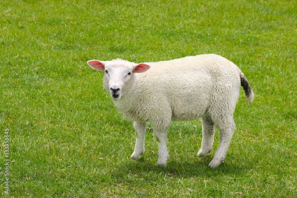 sheep on a green meadow in summer day sheep on a green meadow in summer day
