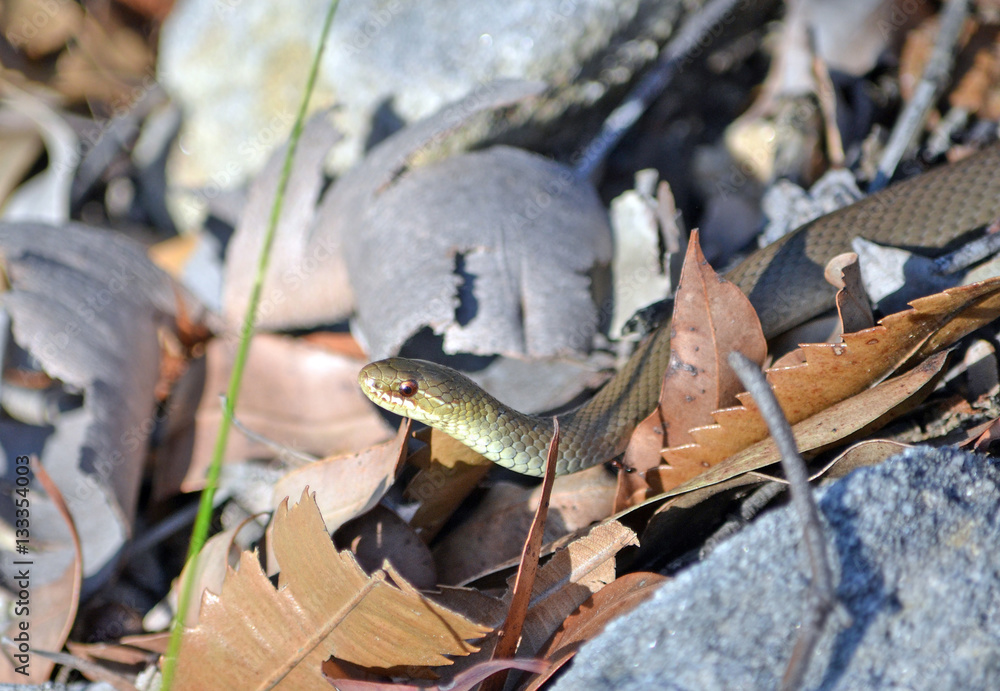 Black bellied Swamp Snake, Hemiaspis signata, camouflaged in leaf ...