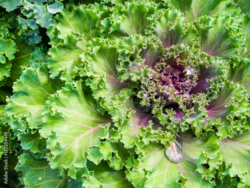 Freshness Ornamental Kale and cabbage