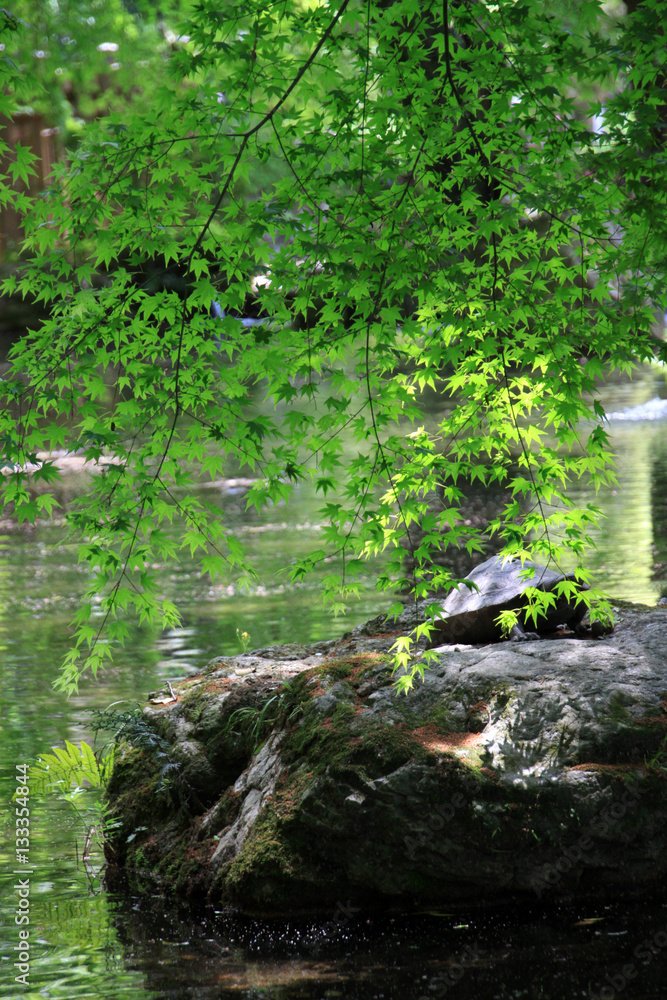 Naklejka premium 岐阜公園