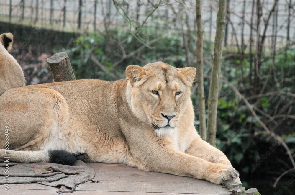 Asiatic lion close up rare and endagered Asiatic lion close up rare and endagered