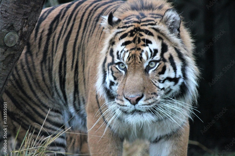 TIGER - Sumatran tiger (Panthera tigris sumatrae) rare tiger subspecies that inhabits the Indonesian island of Sumatra. Critically Endangered stock, photo, photograph, image, picture, press, TIGER - Sumatran tiger (Panthera tigris sumatrae) rare tiger subspecies that inhabits the Indonesian island of Sumatra. Critically Endangered stock, photo, photograph, image, picture, press,