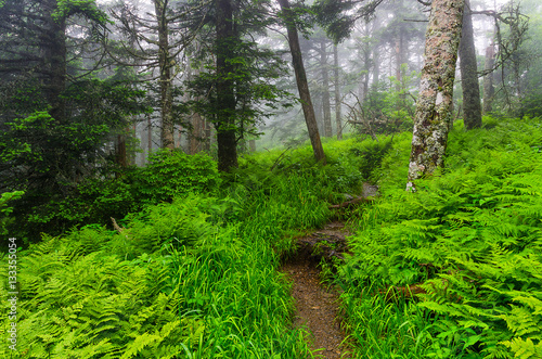 Fotobehang Appalachian Trail, Great Smoky Mountains