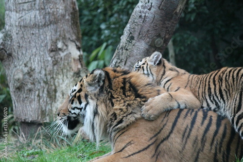 Sumatran Tiger rare and endagered