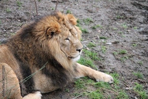 Photography LION - Asiatic lion close up rare and endagered stock, photo, photograph, image,