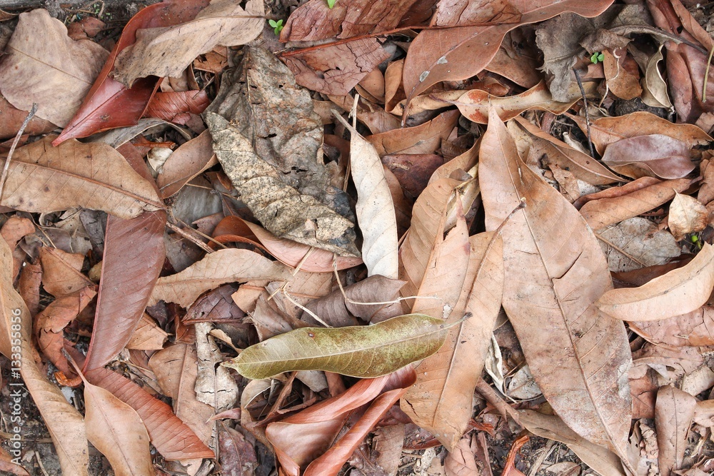 dry leaf texture background in nature dry leaf texture background in nature