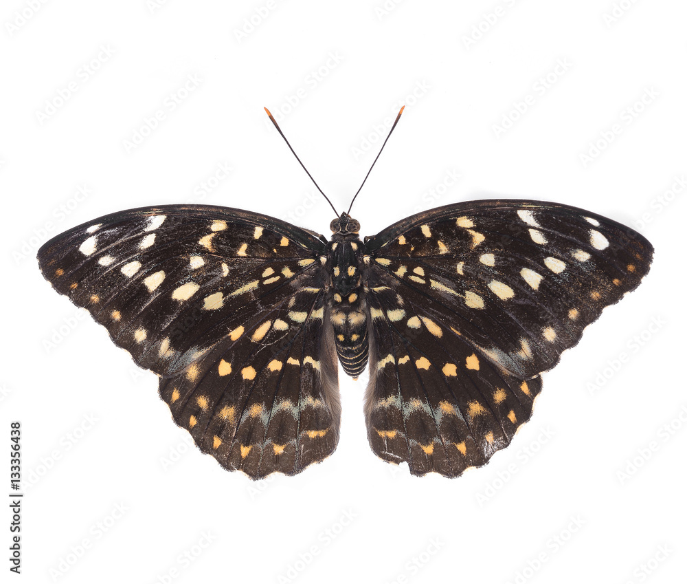 Fototapeta premium Beautiful butterfly isolated on white backgroun