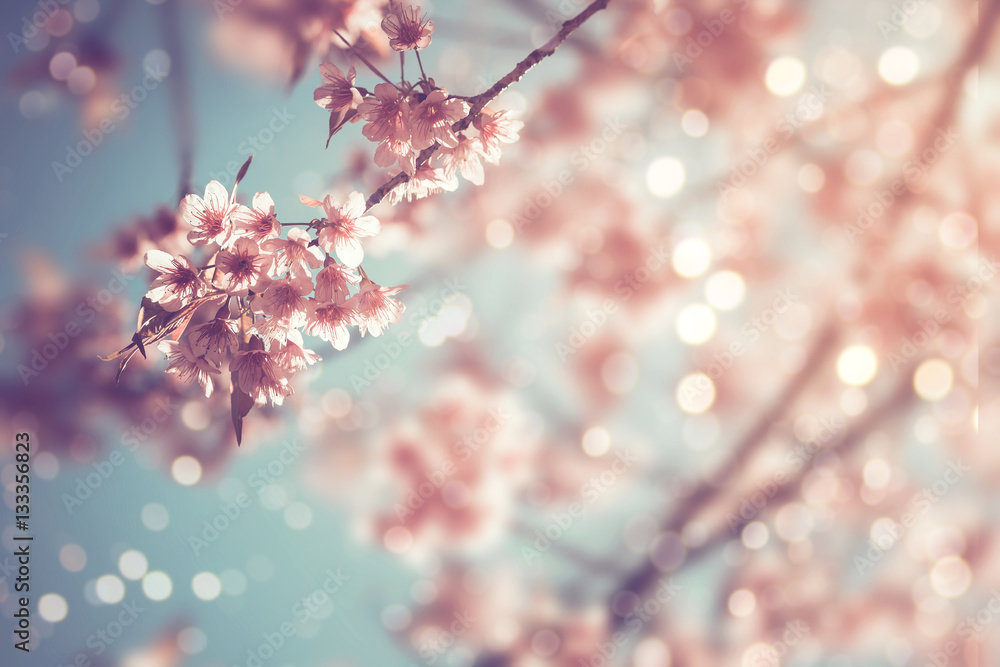 Fototapeta Close-up z pięknego rocznika drzewa sakura kwiat (wiśniowy kwiat) na wiosnę. styl vintage kolor dźwięku.