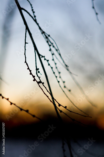 Branch Detail