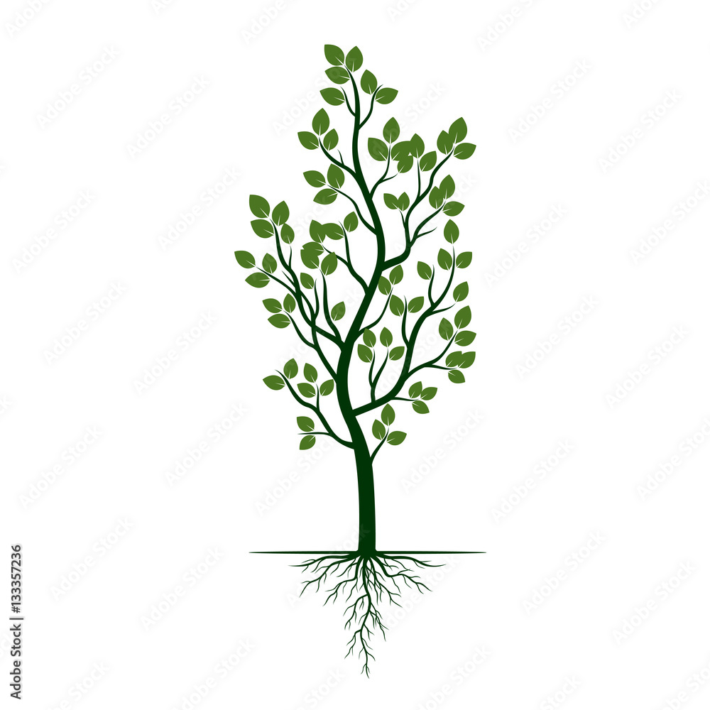 Green Tree with Roots. Vector Illustration. Green Tree with Roots. Vector Illustration.