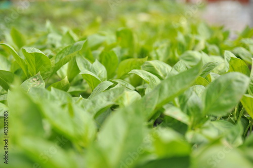 Wallpaper Mural 植物 Torontodigital.ca