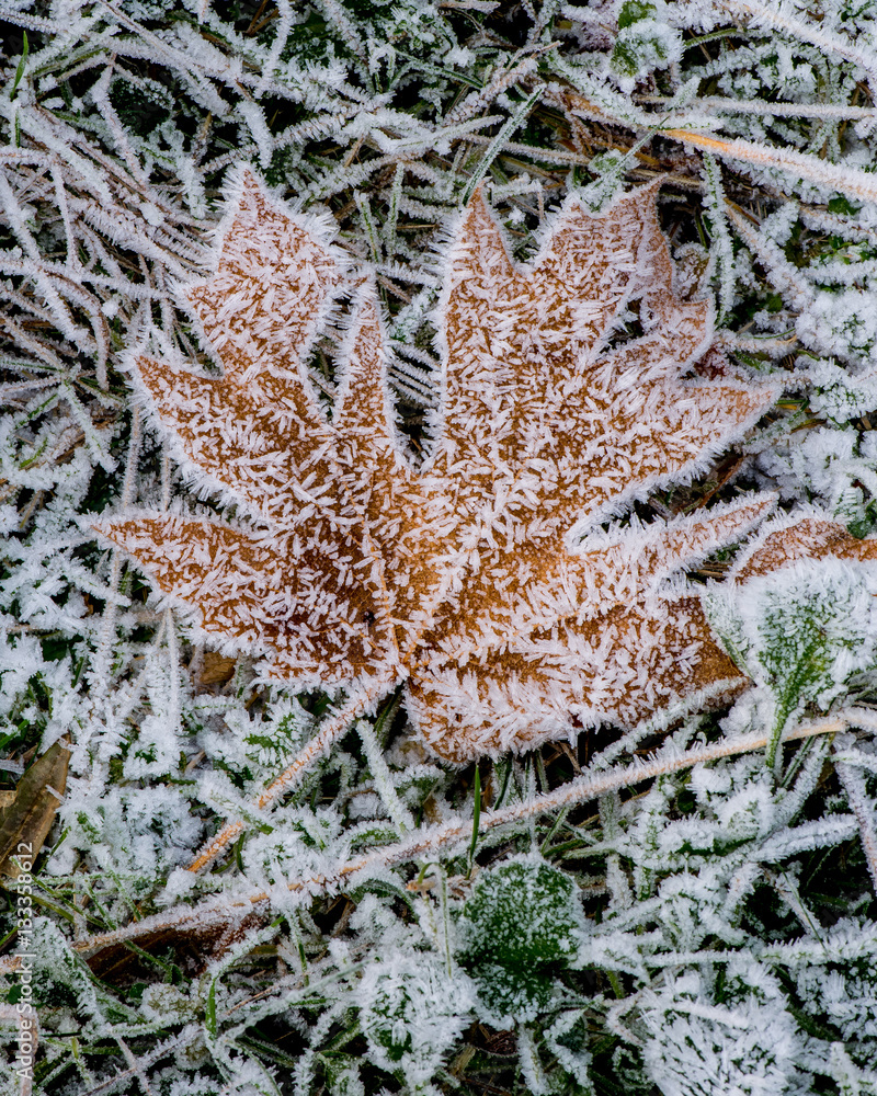 Frost on maple leaf, Joyce Valley near Port Angeles, WA Frost on maple leaf, Joyce Valley near Port Angeles, WA