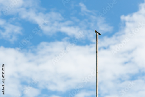 single sea bird standing on bamboo pole looking up to blue sky background , with copy space