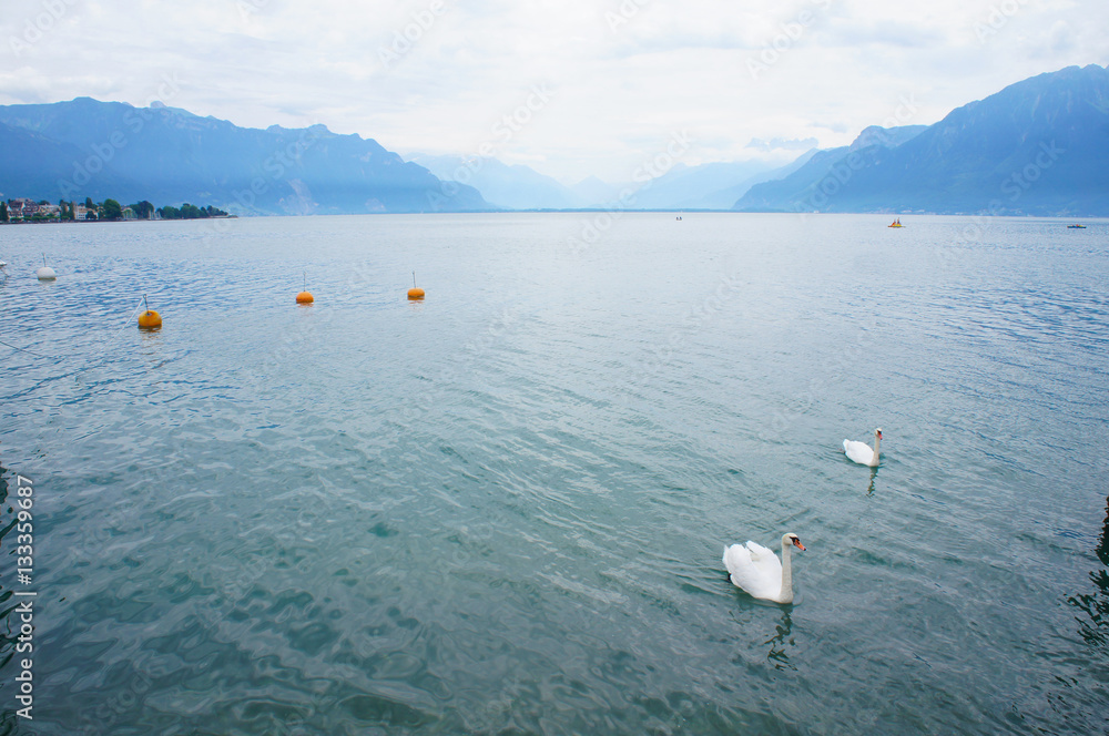 White swans on Leman or Geneva lake, Switzerland