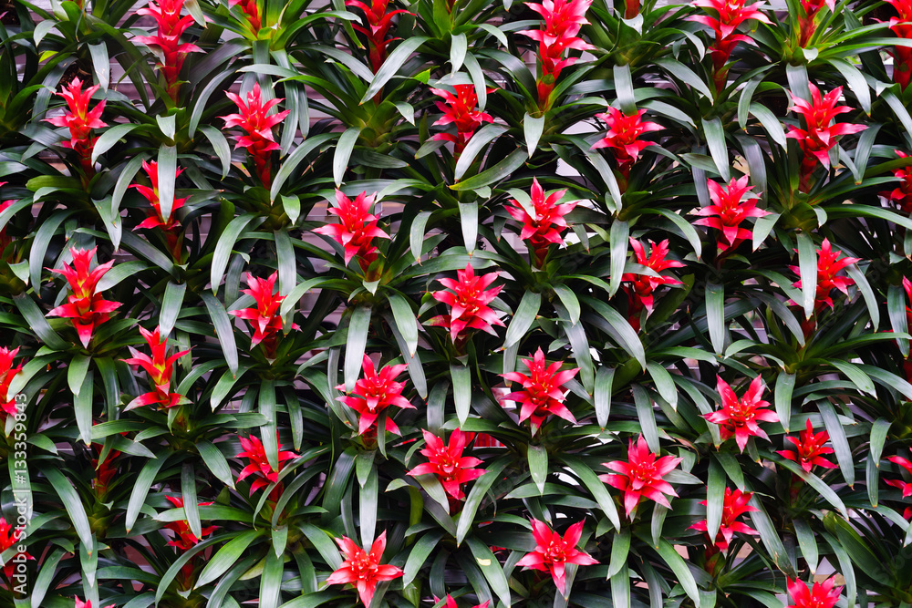 Fototapeta premium Colorful flowers for background. Closeup flowers for background or texture.