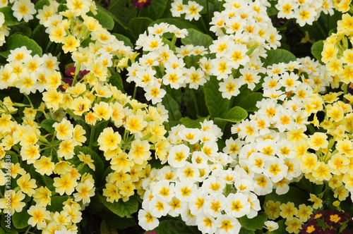 Many yellow and white primula or pruhoniciana flower with green  photo