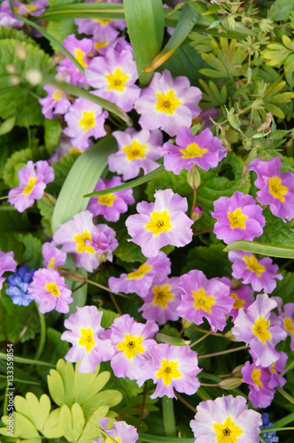 Many pink and yellow primula or pruhoniciana flower with green in garden photo