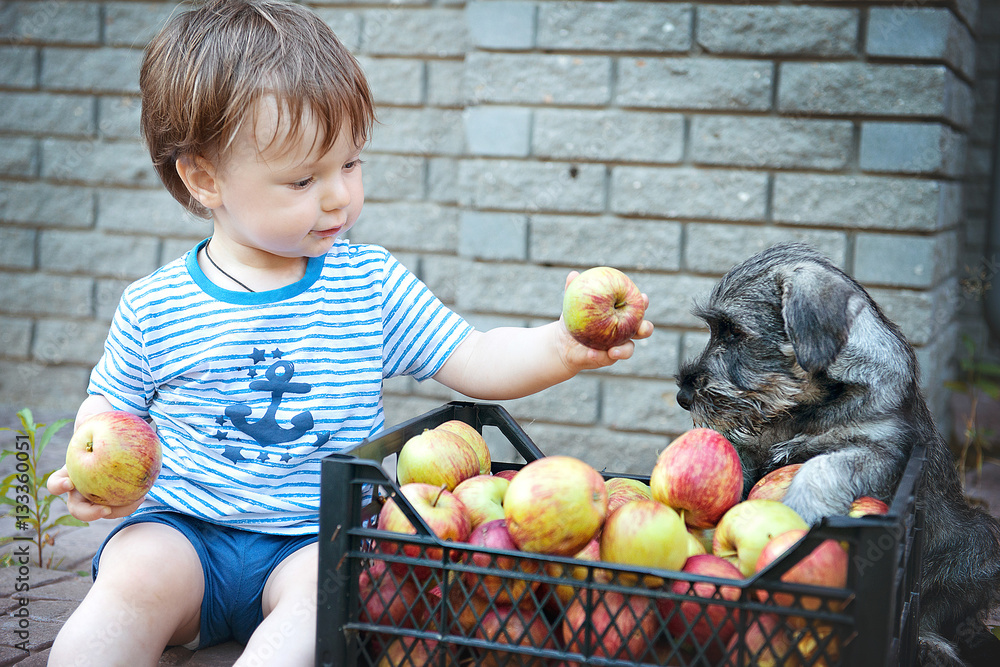 Fototapeta premium Boy and puppy standard Schnauzer with crate of apples