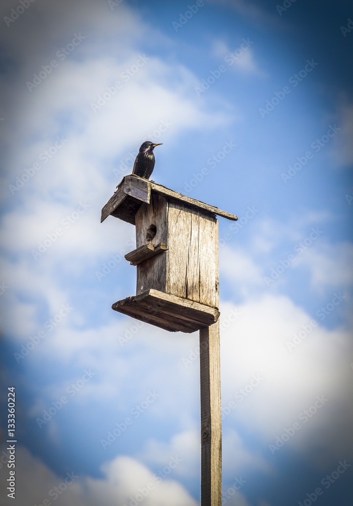 Starling took place in the spring birdhouse. Starling took place in the spring birdhouse.