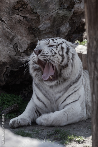 Fototapeta Naklejka Na Ścianę i Meble -  jaw of white tiger
