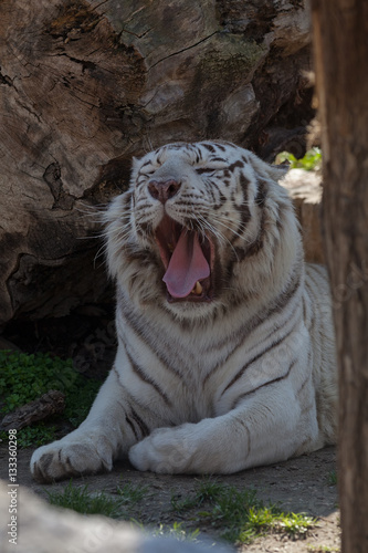 Fototapeta Naklejka Na Ścianę i Meble -  jaw of white tiger