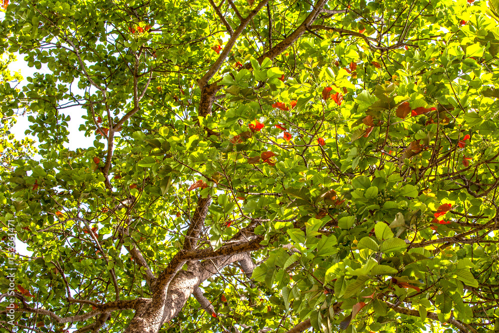 Fototapeta premium big trees beside the road
