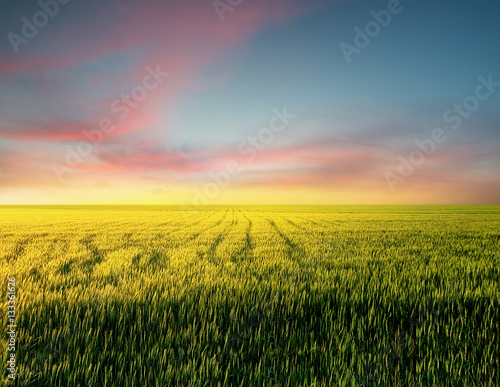 Field during sunset. Agricultural landscape