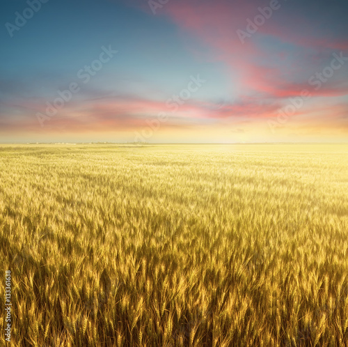 Field and sky during sunrise. Agricultural landscape in the summer time