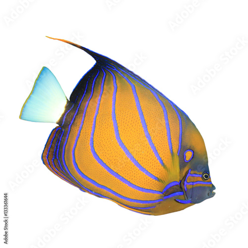 Tropical fish - Ringed Angelfish - isolated on white background