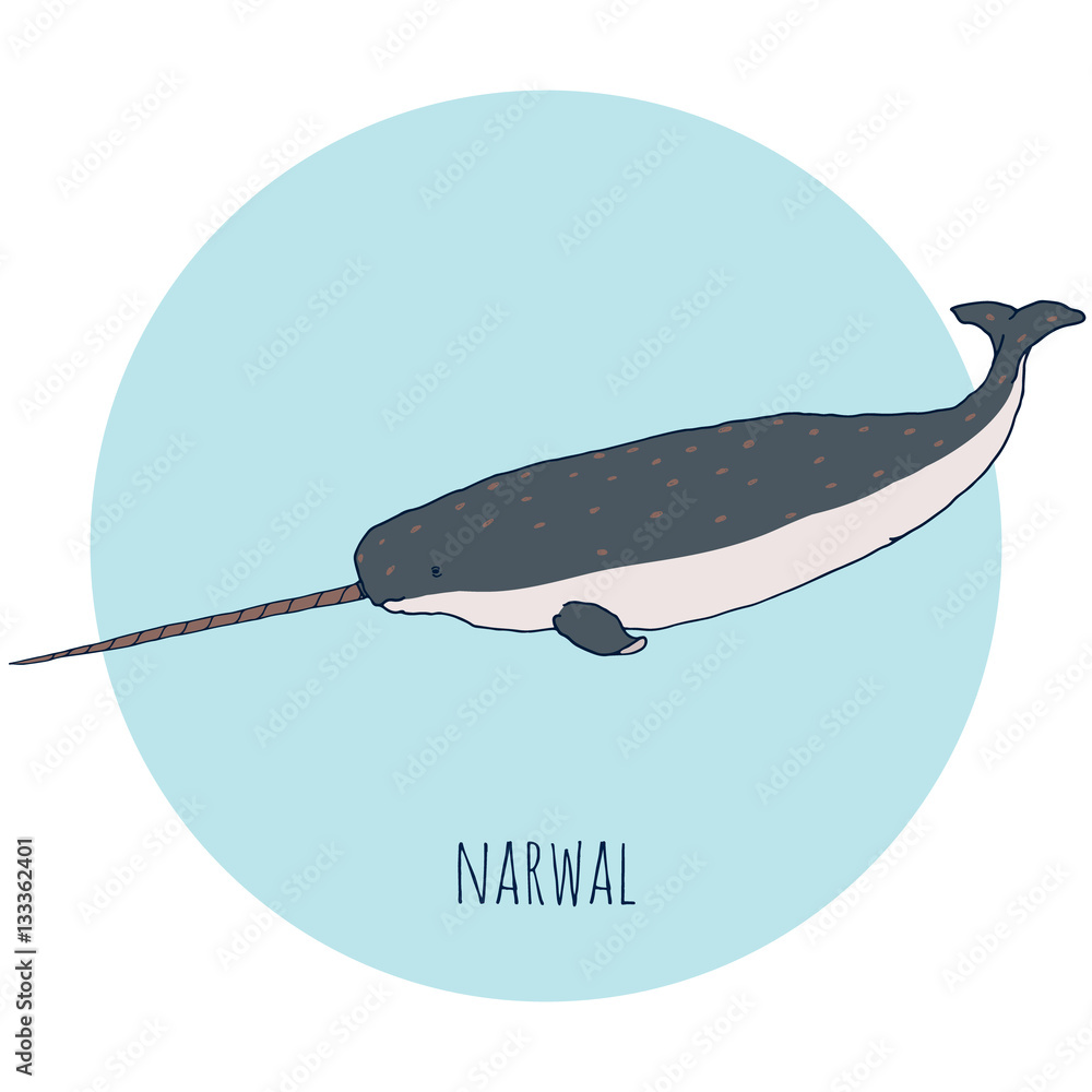 Obraz premium Narwal whale vector illustration. Hand drawn, isolated on white and blue background. Sea animals for creative design.