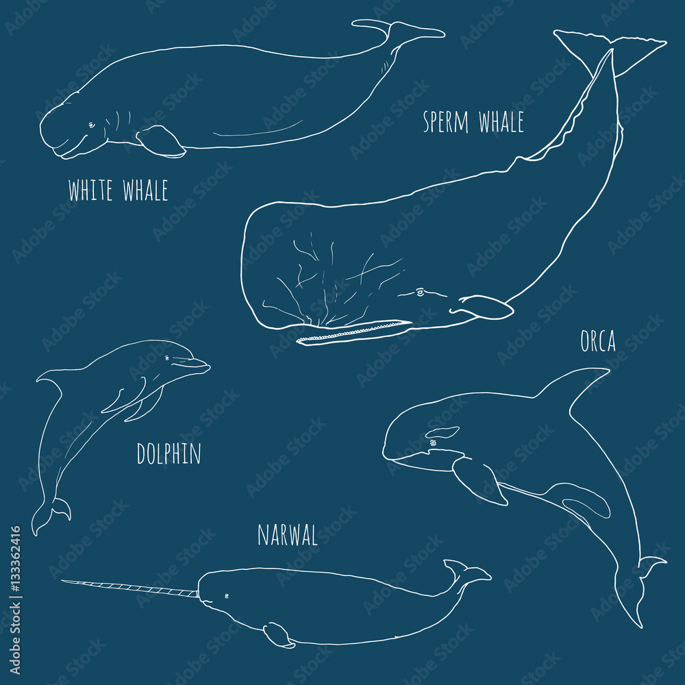 Sea Animal Size Chart