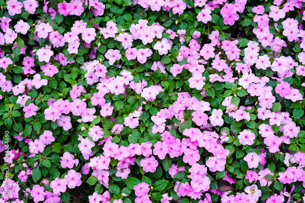 Obraz premium Colorful flowers for background. Closeup flowers for background or texture.