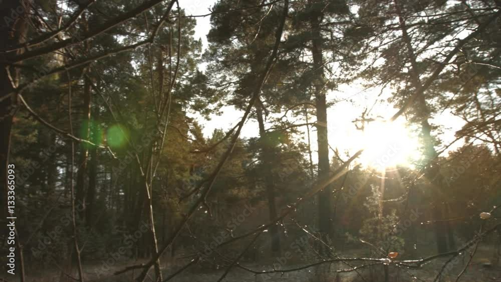 Thaw in the pine forest. The sun's rays make their way through the snow-covered branches of bushes. Thaw in the pine forest. The sun's rays make their way through the snow-covered branches of bushes.