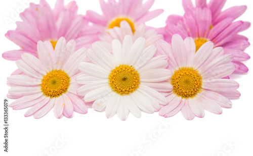 pink daisy isolated © ksena32