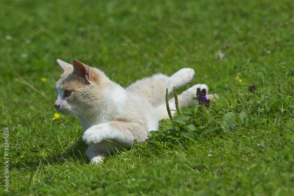 Cat on the lawn
