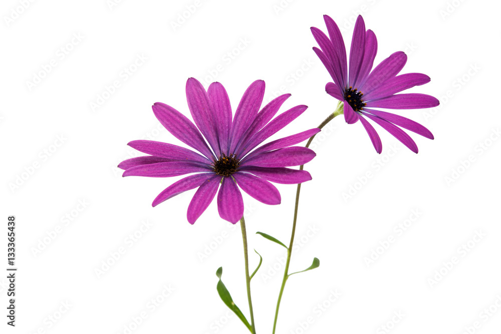 Osteospermum Daisy or Cape Daisy Flower Osteospermum Daisy or Cape Daisy Flower