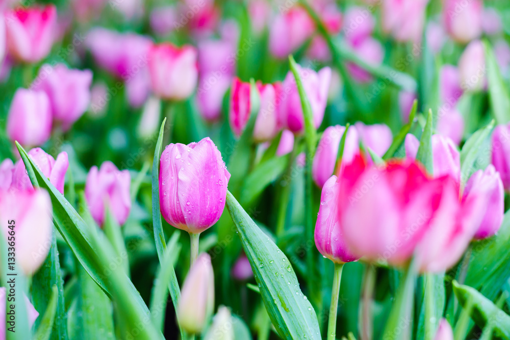 beautiful tulips in garden. colorful tulips in garden. beautiful tulips in garden. colorful tulips in garden.