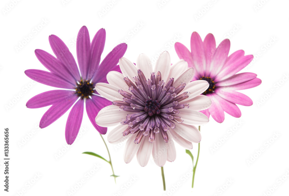 Osteospermum Daisy or Cape Daisy Flower Osteospermum Daisy or Cape Daisy Flower