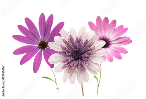 Osteospermum Daisy or Cape Daisy Flower