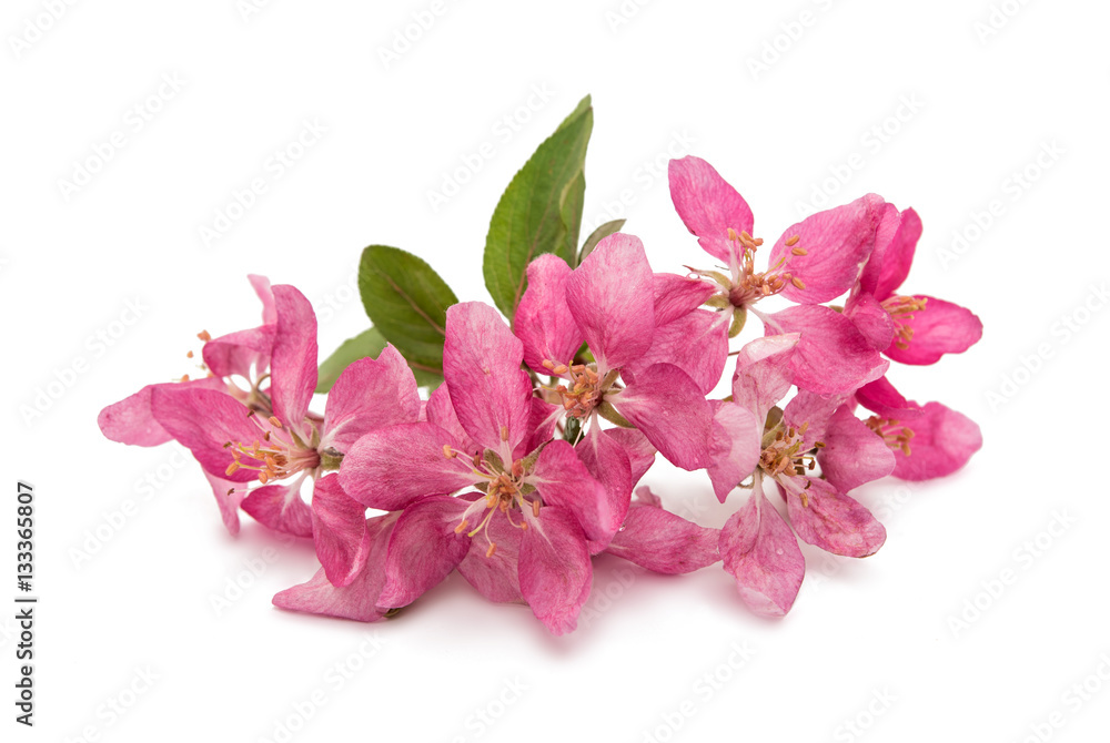 pink flowers on an apple-tree pink flowers on an apple-tree