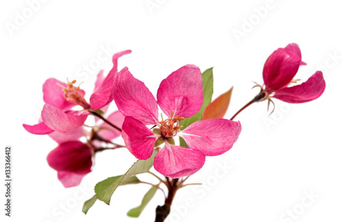  pink flowers on an apple-tree