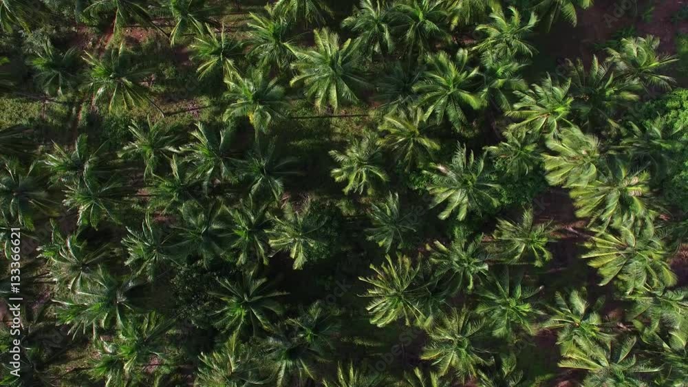 Aerial View of Palm Tree Grove on a Tropical Island Aerial View of Palm Tree Grove on a Tropical Island