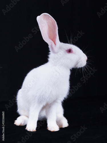 Young white rabbit in profile on a black background