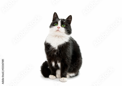 Fototapeta Naklejka Na Ścianę i Meble -  black and white cat