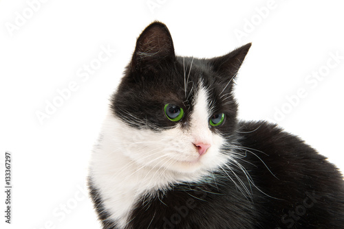 black and white cat